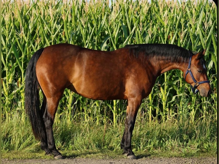 American Quarter Horse Klacz 6 lat 148 cm Gniada in Löbnitz