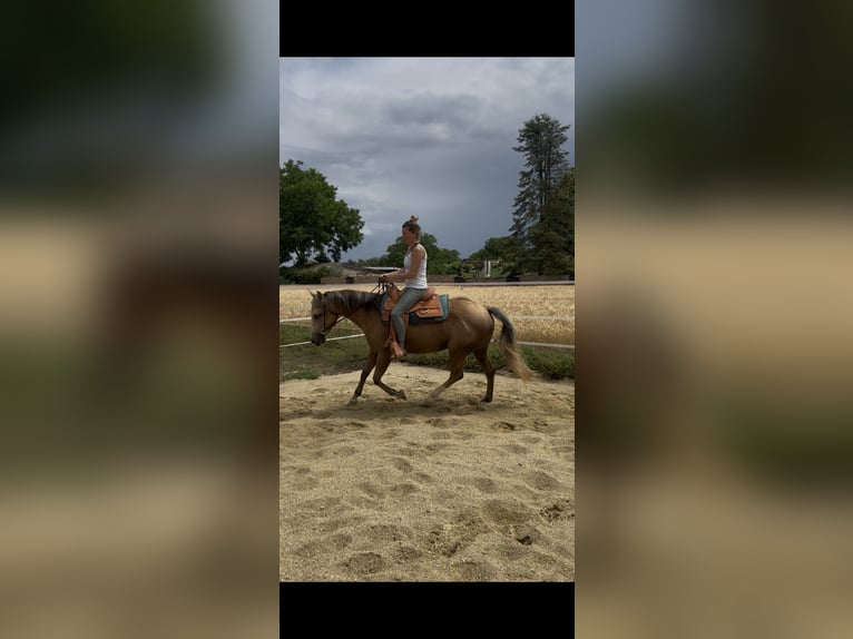 American Quarter Horse Klacz 6 lat 148 cm Izabelowata in Ringelsdorf