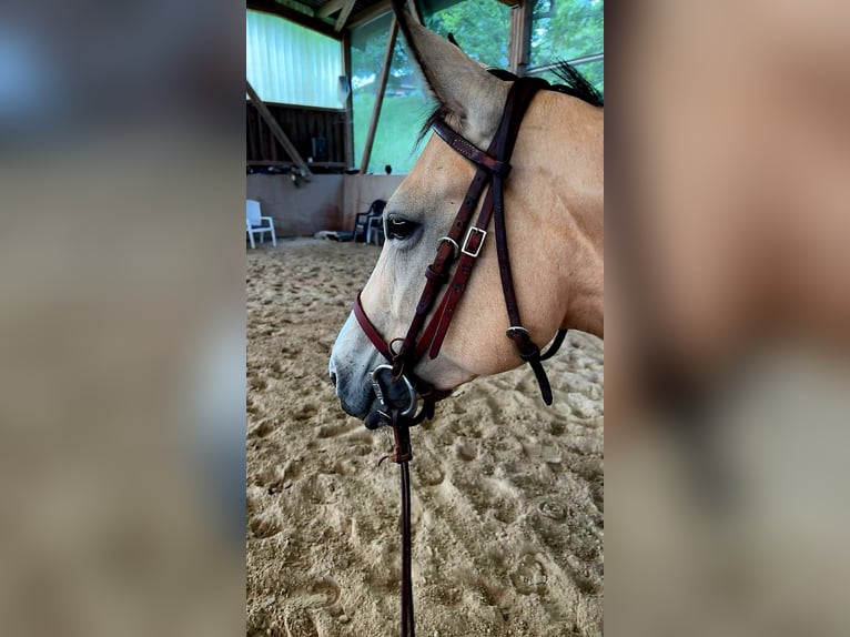 American Quarter Horse Klacz 6 lat 148 cm Jelenia in Greifenstein