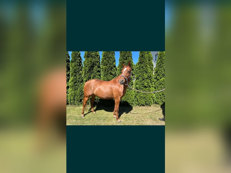 American Quarter Horse Klacz 6 lat 148 cm Kasztanowata in Łąg