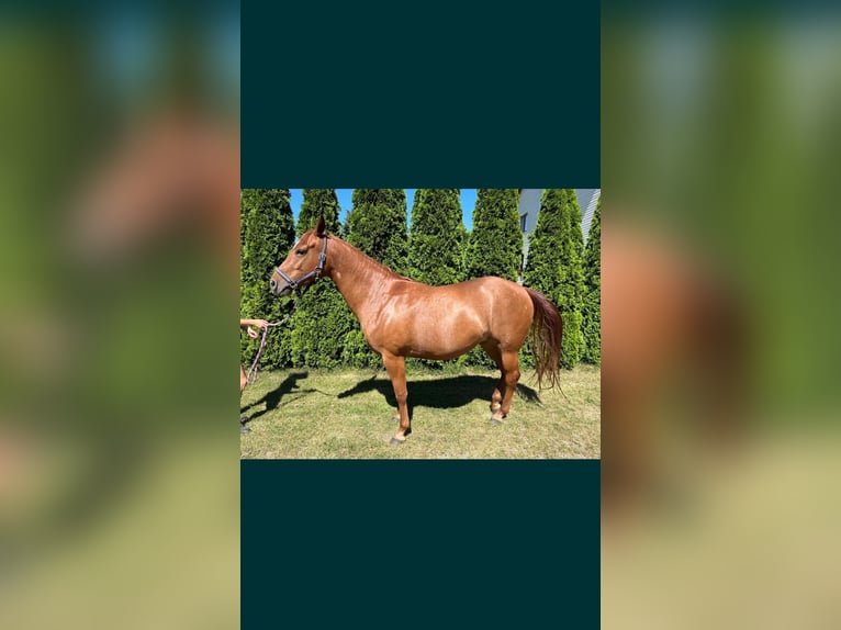 American Quarter Horse Klacz 6 lat 148 cm Kasztanowata in Łąg