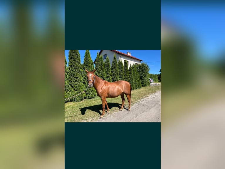 American Quarter Horse Klacz 6 lat 148 cm Kasztanowata in Łąg