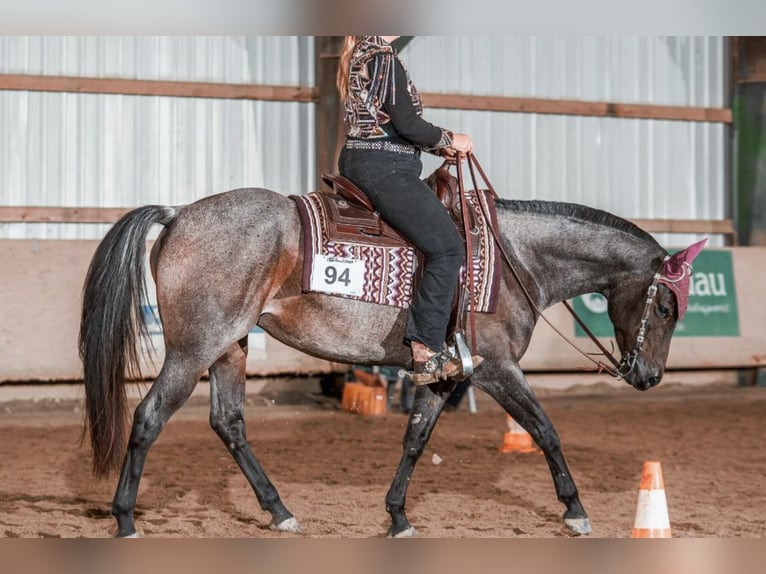 American Quarter Horse Klacz 6 lat 149 cm Gniadodereszowata in Markdorf