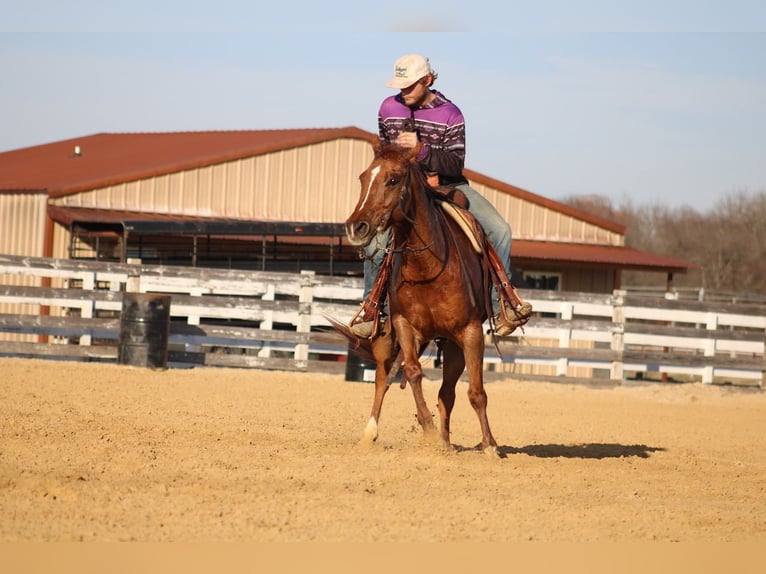 American Quarter Horse Klacz 6 lat 150 cm Bułana in Greenville