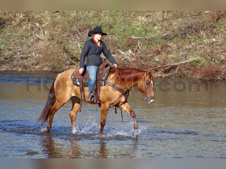 American Quarter Horse Klacz 6 lat 150 cm Bułana in Clarion, PA