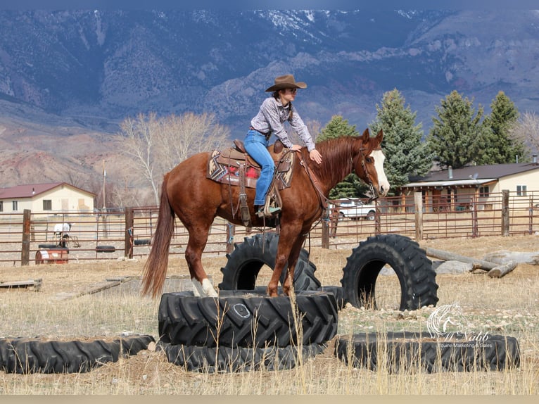 American Quarter Horse Klacz 6 lat 150 cm Cisawa in Cody