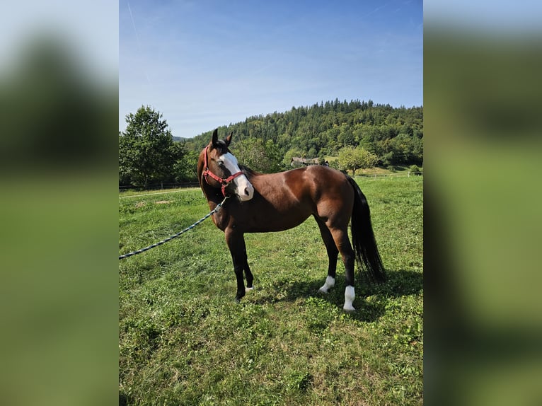 American Quarter Horse Klacz 6 lat 150 cm Gniada in Steinen