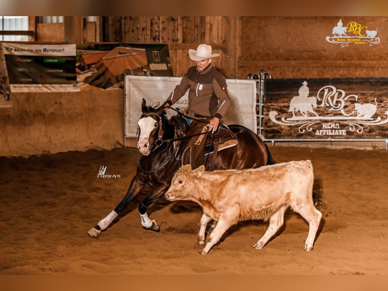 American Quarter Horse Klacz 6 lat 150 cm Gniada in Steinen