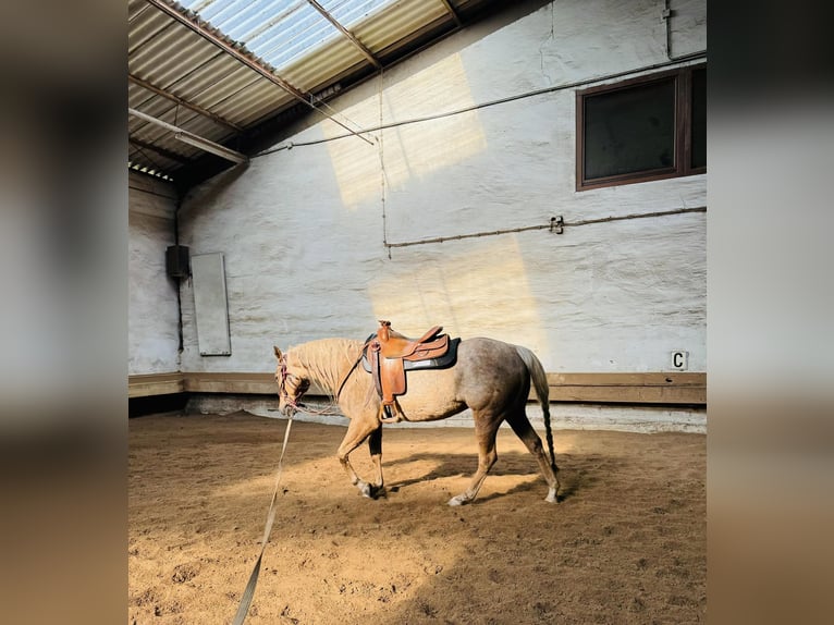 American Quarter Horse Klacz 6 lat 150 cm Izabelowata in Hettenhausen