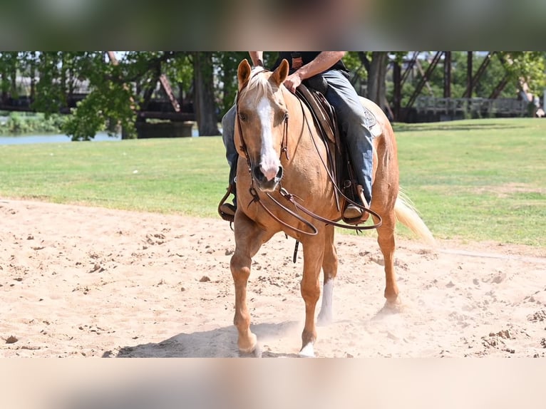American Quarter Horse Klacz 6 lat 150 cm Izabelowata in Waco