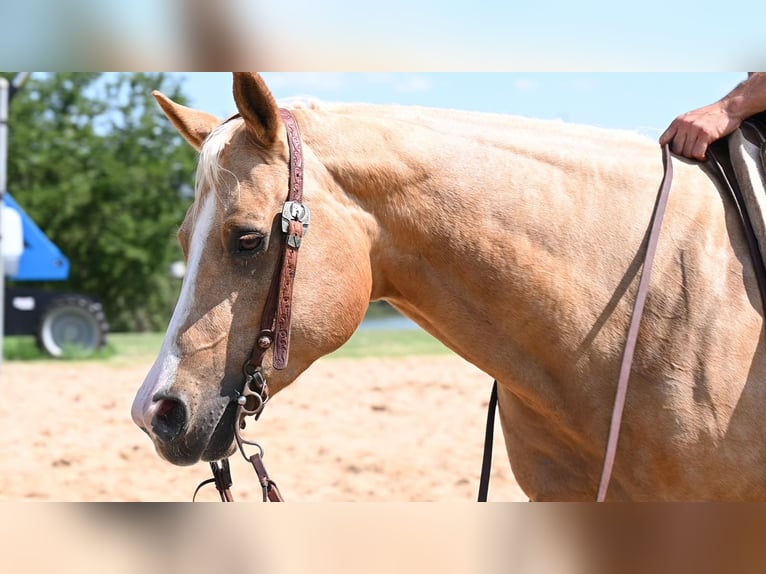 American Quarter Horse Klacz 6 lat 150 cm Izabelowata in Waco