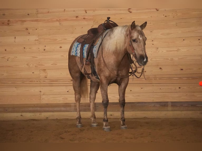 American Quarter Horse Klacz 6 lat 150 cm Izabelowata in Millersburg, OH