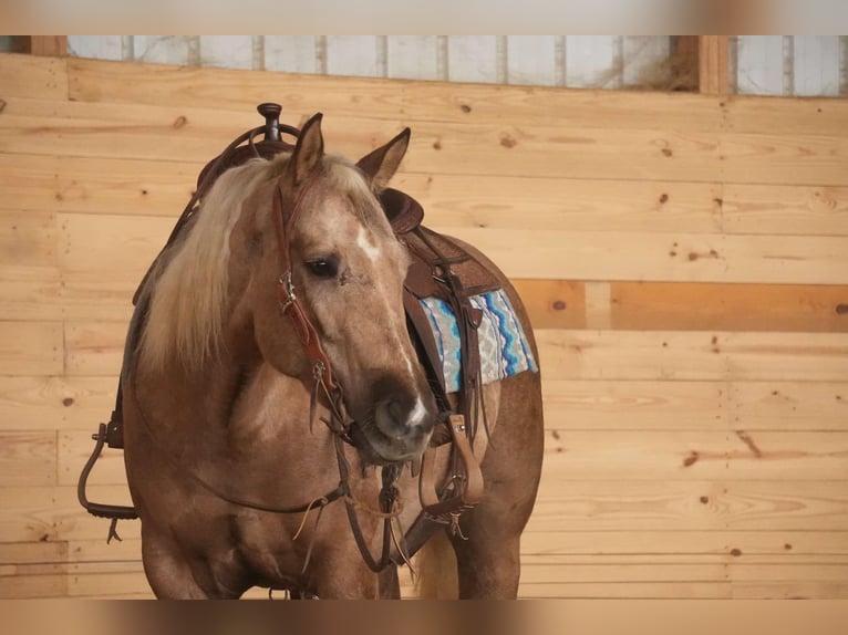 American Quarter Horse Klacz 6 lat 150 cm Izabelowata in Millersburg, OH