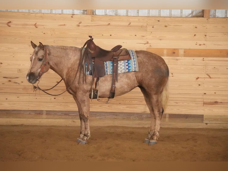 American Quarter Horse Klacz 6 lat 150 cm Izabelowata in Millersburg, OH