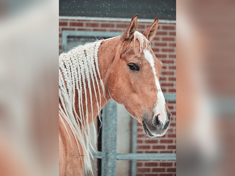 American Quarter Horse Klacz 6 lat 150 cm Izabelowata in Issum