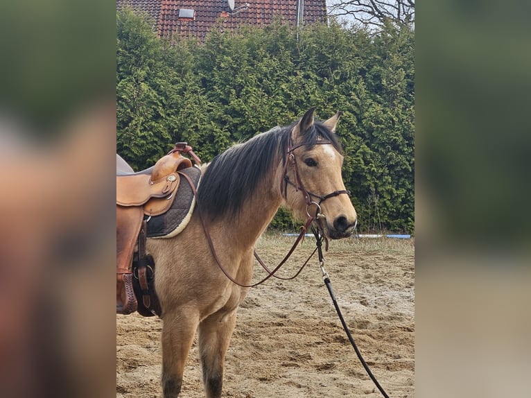 American Quarter Horse Klacz 6 lat 150 cm Jelenia in Langlingen