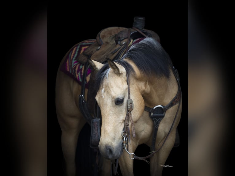 American Quarter Horse Klacz 6 lat 150 cm Jelenia in Madill, OK