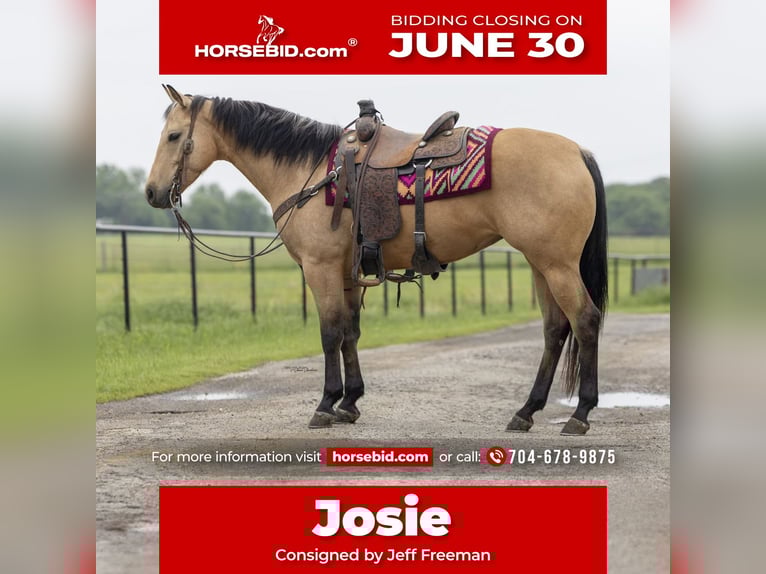 American Quarter Horse Klacz 6 lat 150 cm Jelenia in Madill, OK