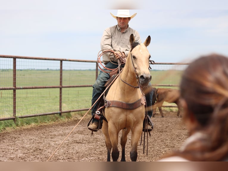 American Quarter Horse Klacz 6 lat 150 cm Jelenia in Madill, OK