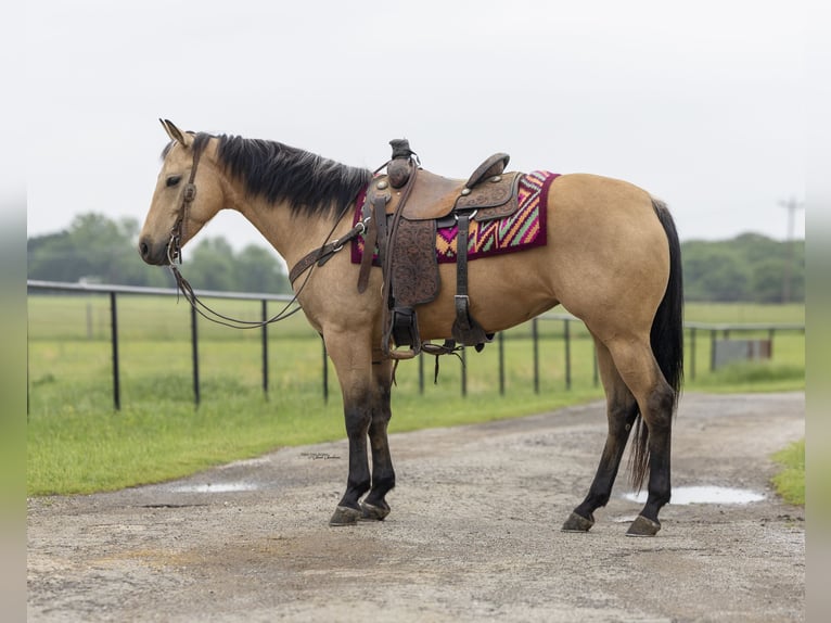 American Quarter Horse Klacz 6 lat 150 cm Jelenia in Madill, OK