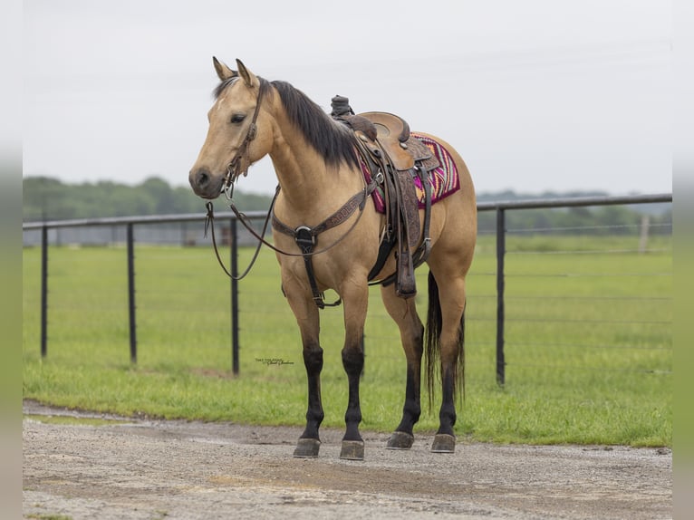 American Quarter Horse Klacz 6 lat 150 cm Jelenia in Madill, OK