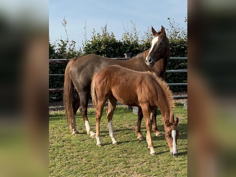 American Quarter Horse Klacz 6 lat 150 cm Kasztanowata in Daleiden