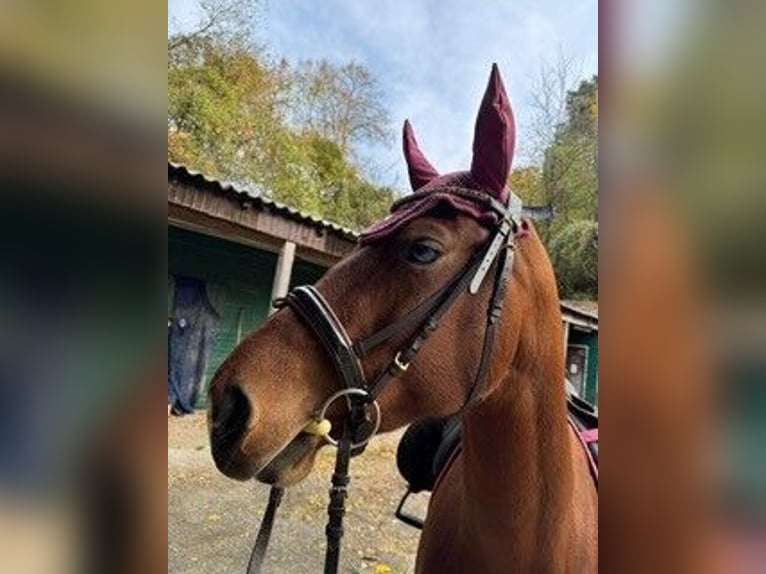 American Quarter Horse Klacz 6 lat 150 cm in Langenzersdorf