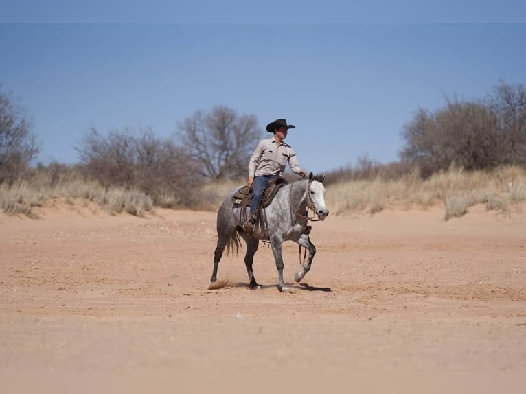 American Quarter Horse Klacz 6 lat 150 cm Siwa in Canyon