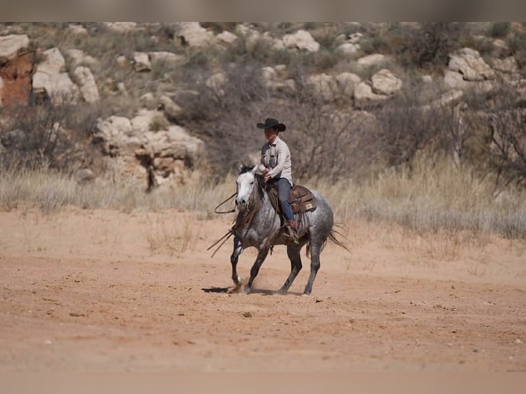 American Quarter Horse Klacz 6 lat 150 cm Siwa in Canyon
