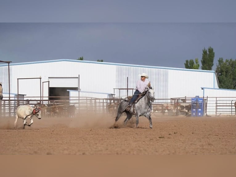 American Quarter Horse Klacz 6 lat 150 cm Siwa in Canyon