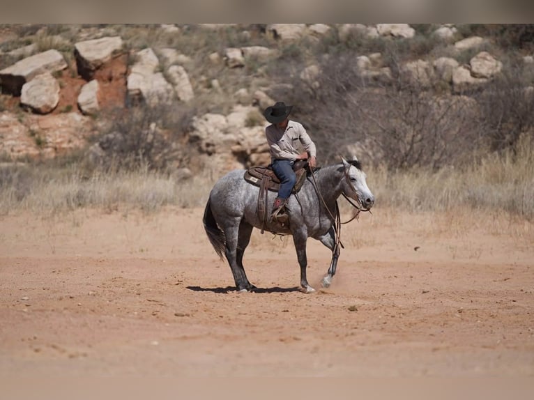 American Quarter Horse Klacz 6 lat 150 cm Siwa in Canyon