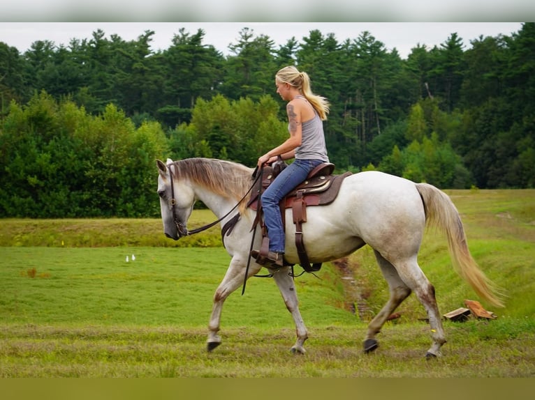 American Quarter Horse Klacz 6 lat 150 cm Siwa in Middleboro, MA