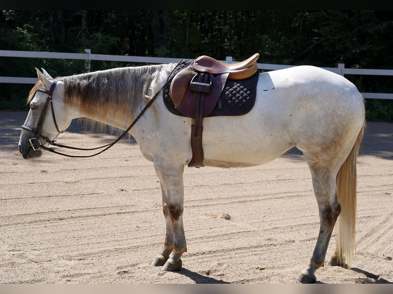 American Quarter Horse Klacz 6 lat 150 cm Siwa in Middleboro, MA