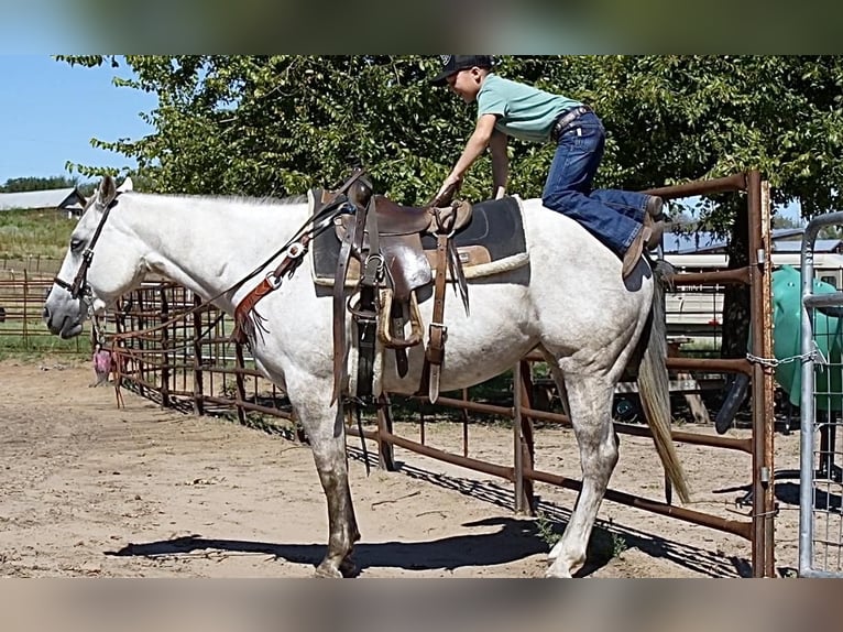 American Quarter Horse Klacz 6 lat 150 cm Siwa in Weatherford