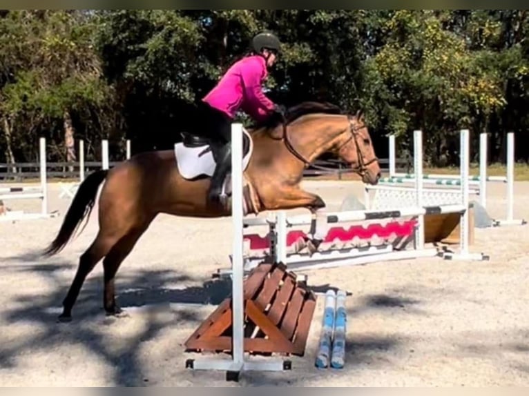 American Quarter Horse Klacz 6 lat 150 cm in Ocala, FL