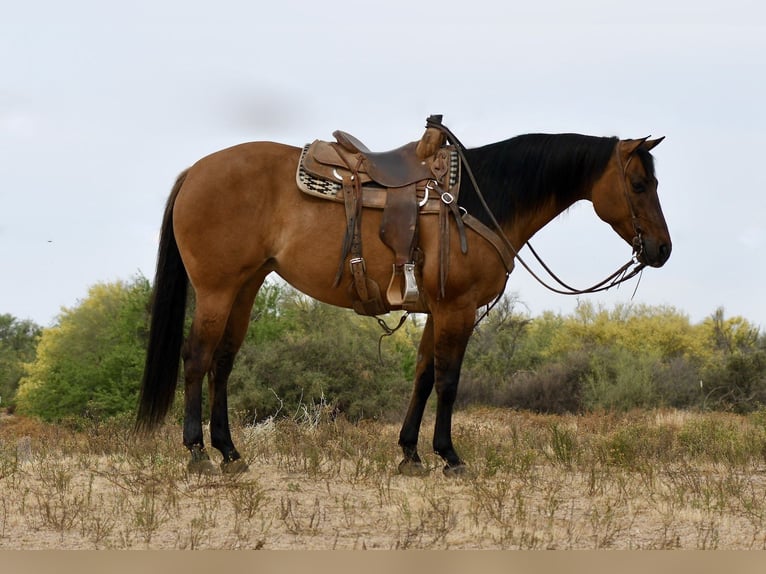 American Quarter Horse Klacz 6 lat 152 cm Bułana in Rio Verde