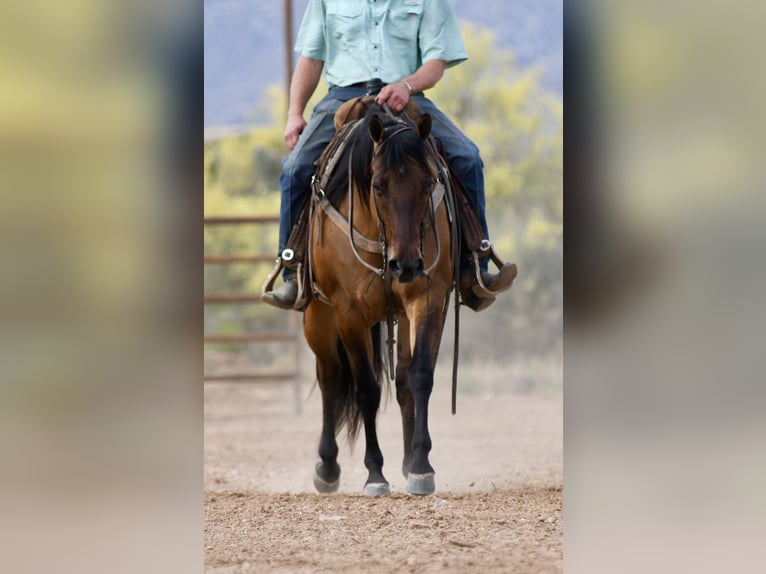 American Quarter Horse Klacz 6 lat 152 cm Bułana in Rio Verde