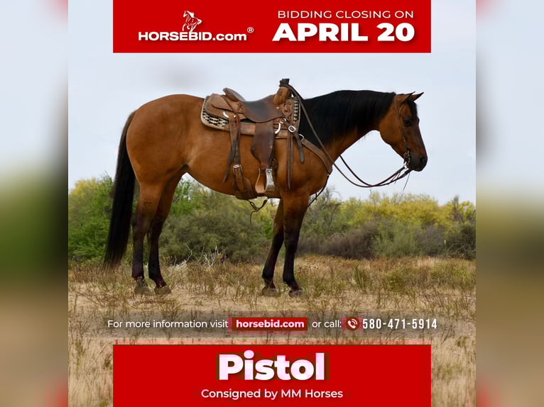 American Quarter Horse Klacz 6 lat 152 cm Bułana in Rio Verde