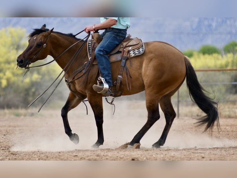 American Quarter Horse Klacz 6 lat 152 cm Bułana in Rio Verde