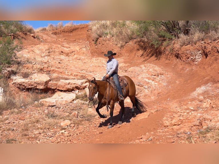 American Quarter Horse Klacz 6 lat 152 cm Bułana in Waco, TX