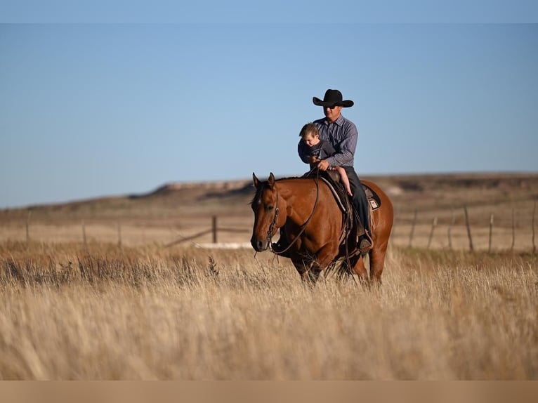 American Quarter Horse Klacz 6 lat 152 cm Bułana in Waco, TX