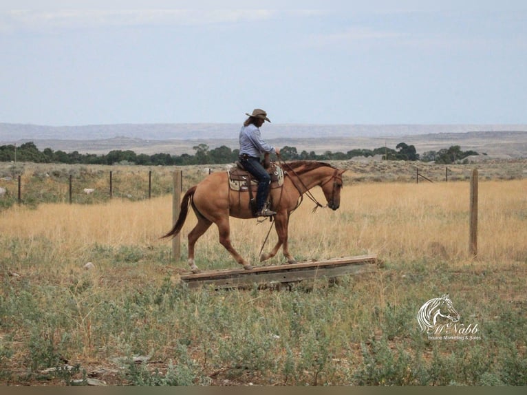 American Quarter Horse Klacz 6 lat 152 cm Bułana in Cody