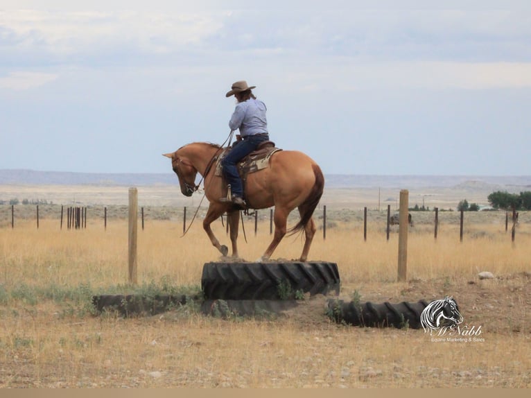 American Quarter Horse Klacz 6 lat 152 cm Bułana in Cody