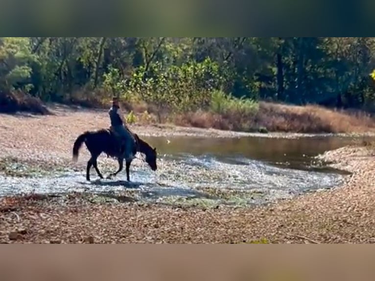 American Quarter Horse Klacz 6 lat 152 cm Ciemnokasztanowata in Garden City