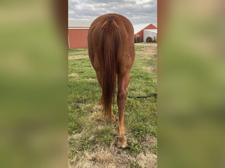 American Quarter Horse Klacz 6 lat 152 cm Ciemnokasztanowata in Garden City