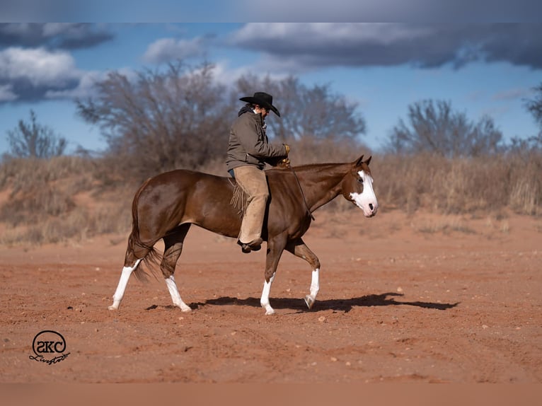 American Quarter Horse Klacz 6 lat 152 cm Cisawa in Canyon