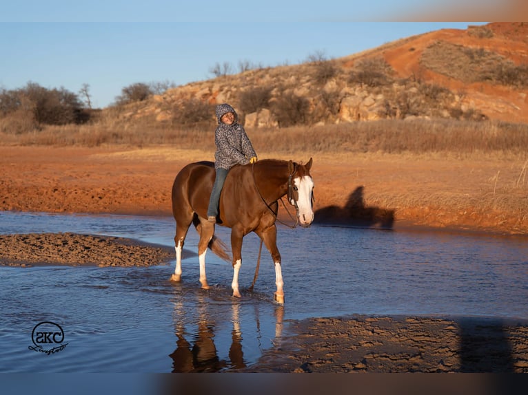 American Quarter Horse Klacz 6 lat 152 cm Cisawa in Canyon