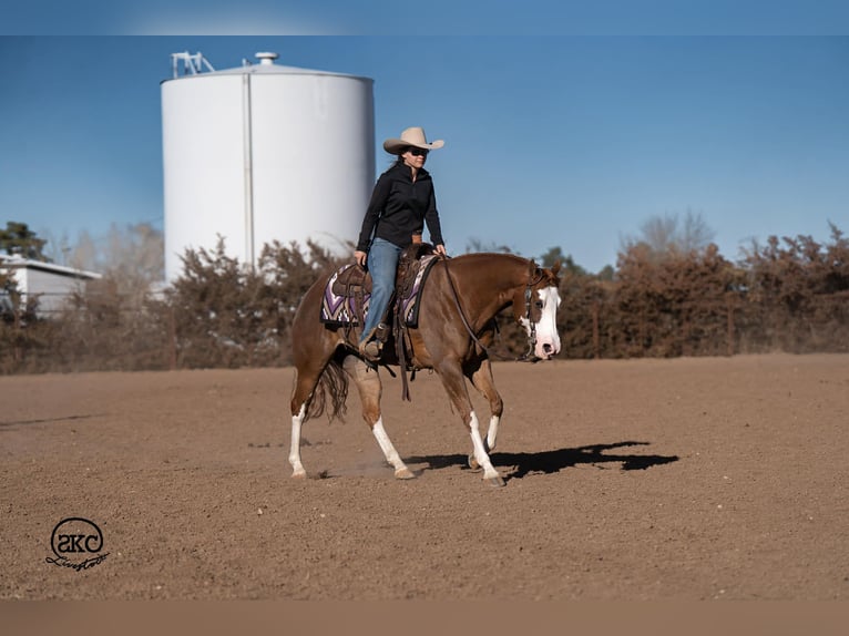 American Quarter Horse Klacz 6 lat 152 cm Cisawa in Canyon