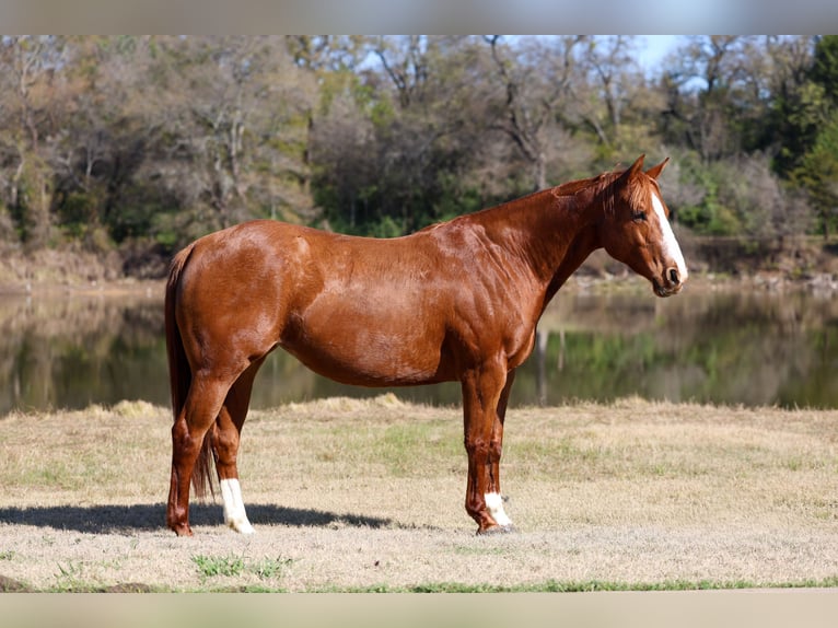 American Quarter Horse Klacz 6 lat 152 cm Cisawa in Forney