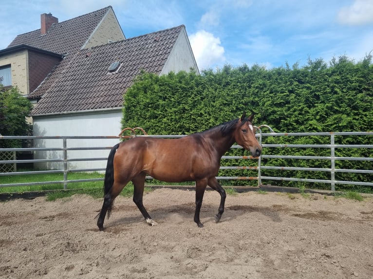 American Quarter Horse Klacz 6 lat 152 cm Gniada in Loxstedt